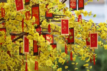 Yellow apricot blossoms an indispensable symbol of Tet in Southern Vietnam